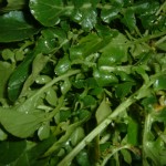 watercress